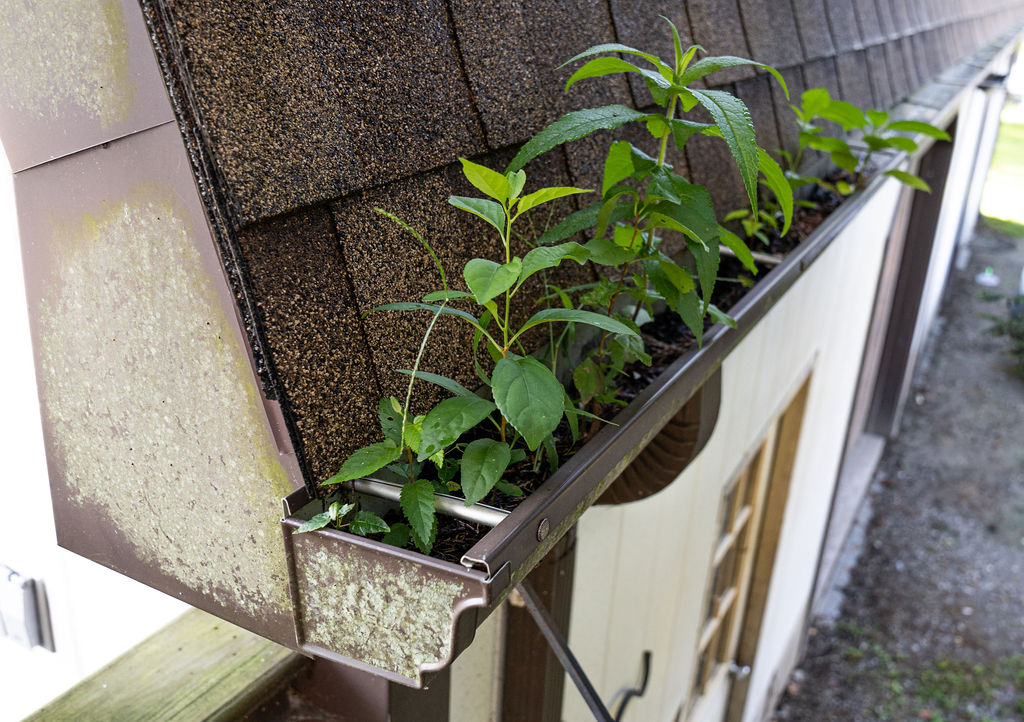 gutter cleaning services needed - plants growing in a gutter