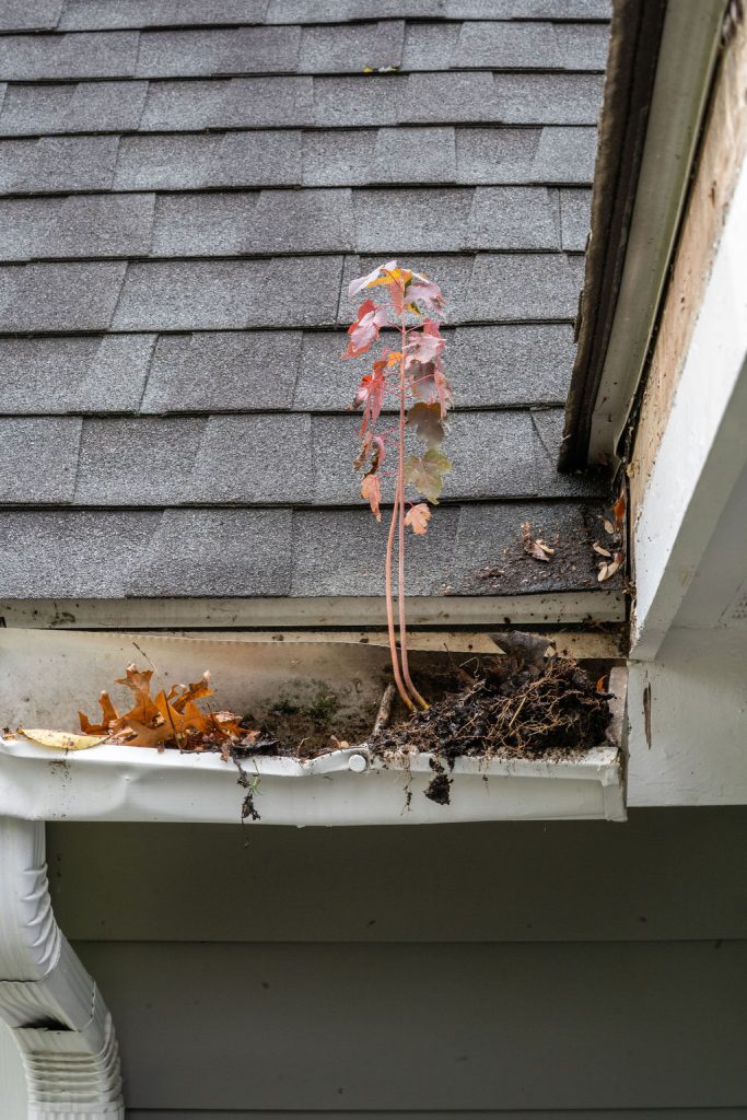 gutter cleaning services needed - tree in gutter