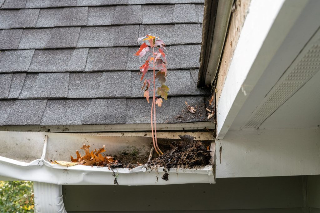 gutter repair needed - gutter falling off house with tree growing out of it
