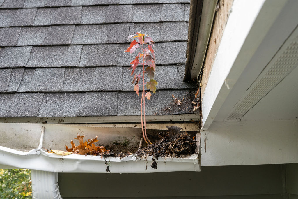 clogged gutter - gutter cleaning services needed